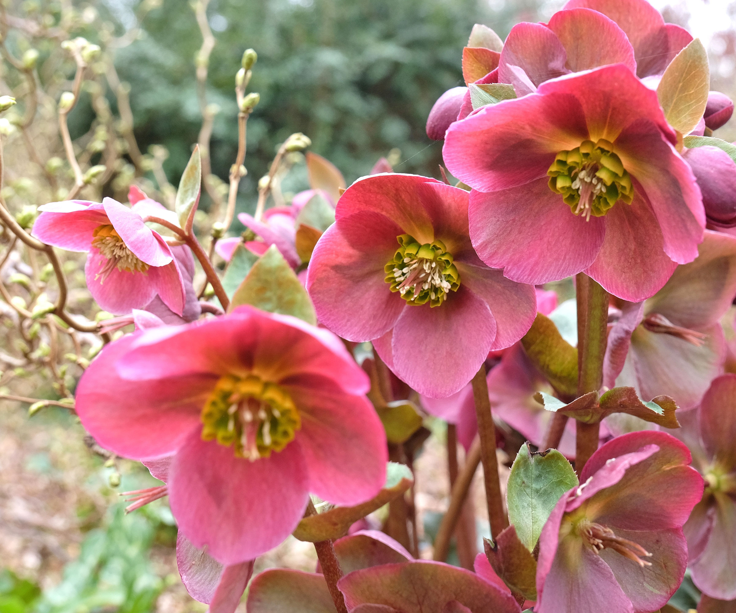 pink hellebores growing in shady garden border