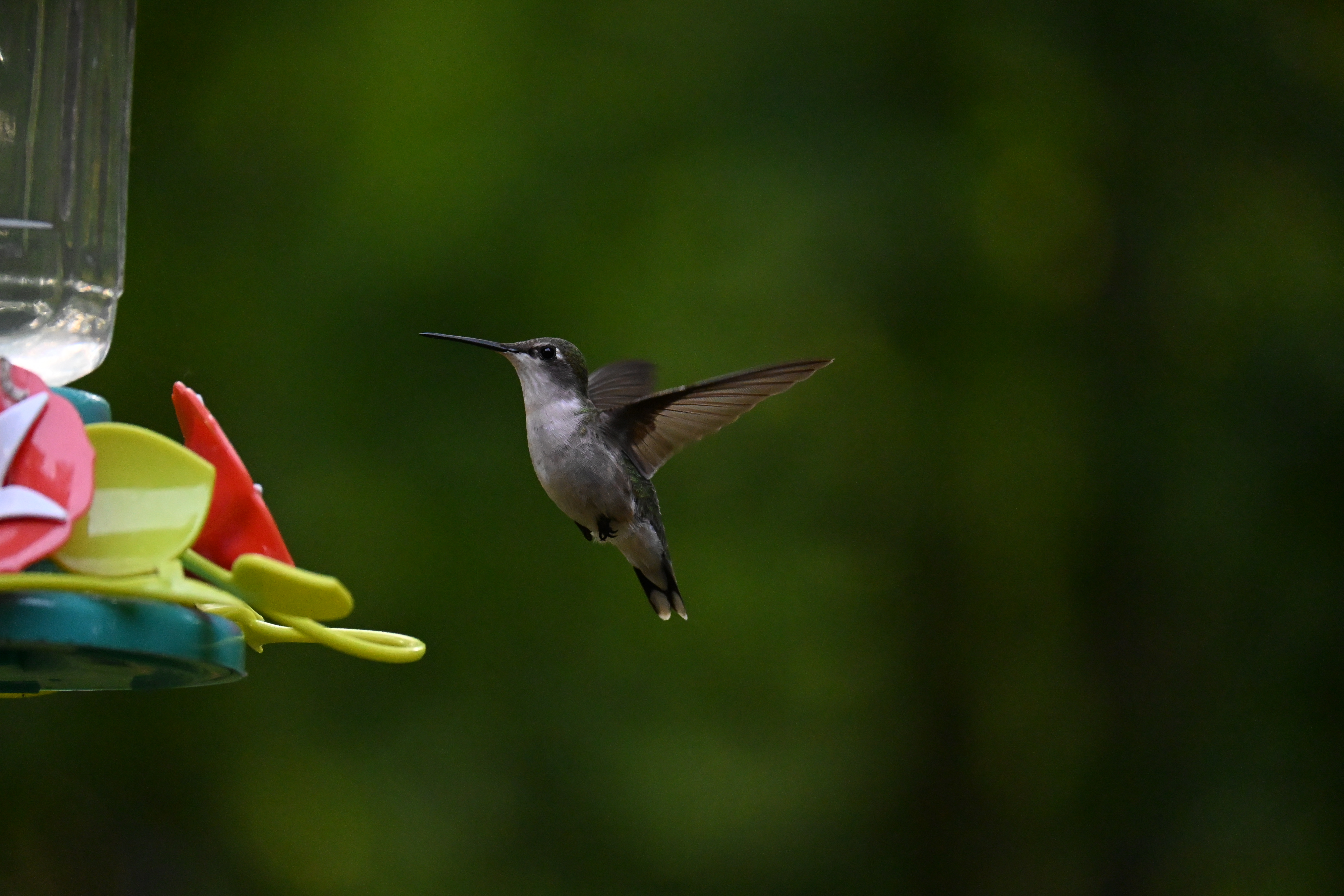 Wildlife photograph samples taken with the Nikon Z50 II