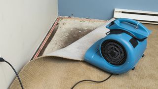 ow to remove carpet mold: image shows humidifier and carpet