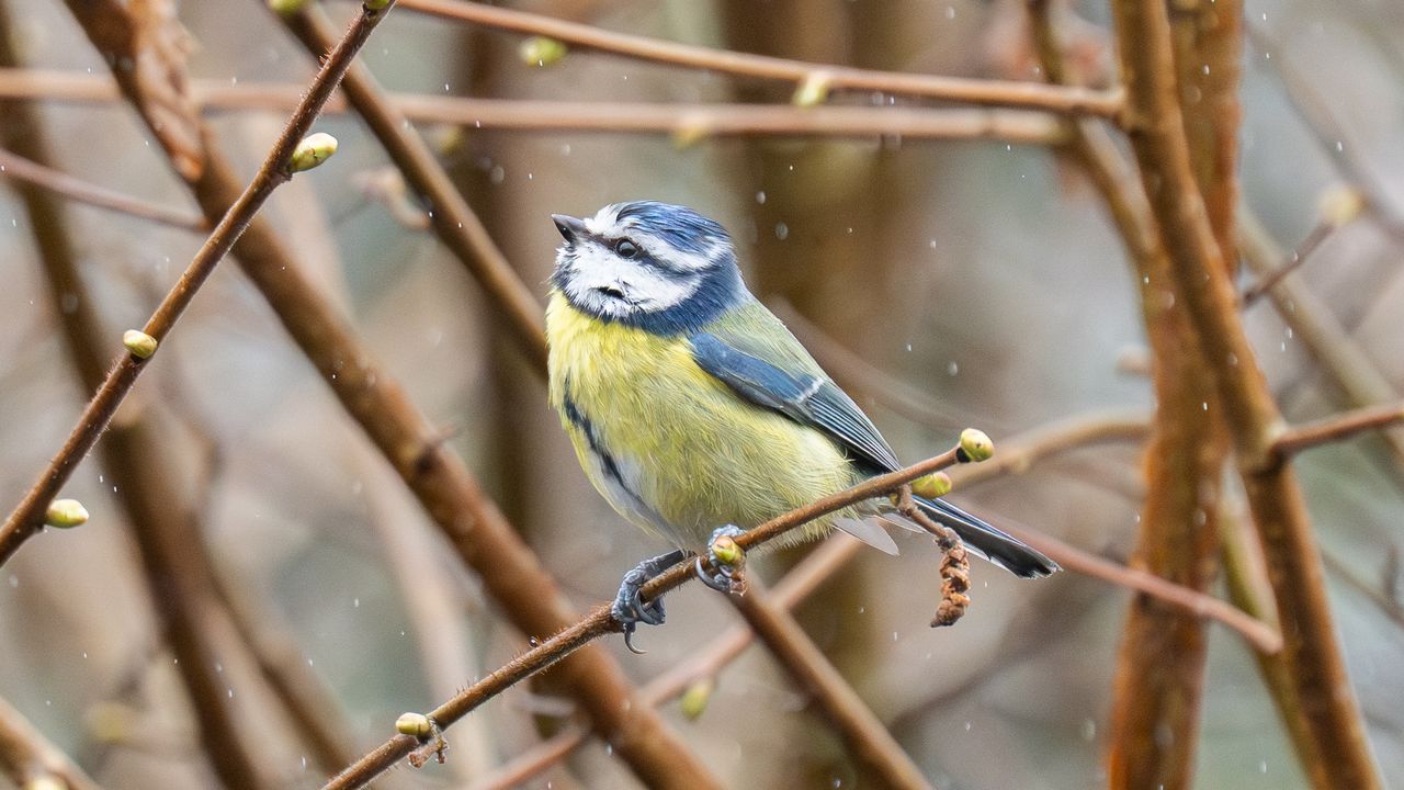 eurasian blue tit sat in a tree