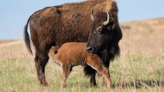 Mother bison with calf in field