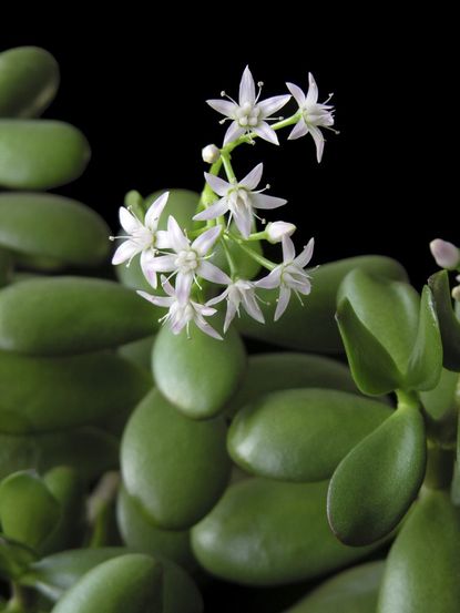 Jade Plant Blooming White Tiny Flowers