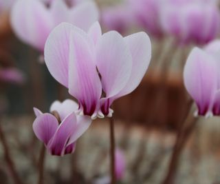 types of cyclamen Silver Shield flowering in fall display
