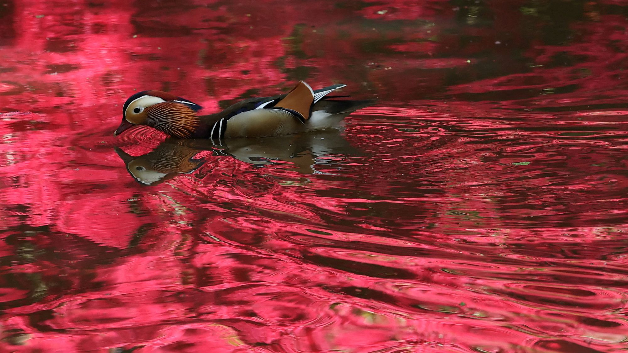 A duck