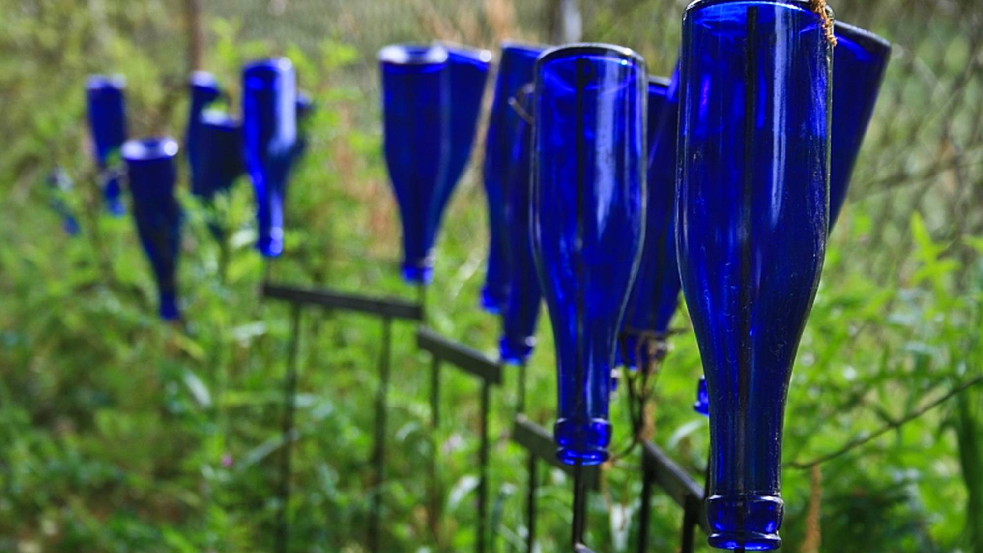 Several blue glass bottles upside down in a garden