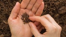 Planting watermelon seeds by hand into the soil