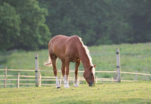 A horse grazing in a field