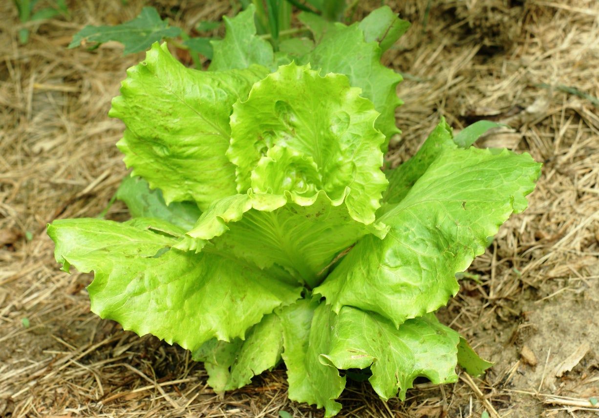 Light Green Summertime Lettuce Plant