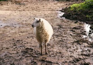 Sheep with mud