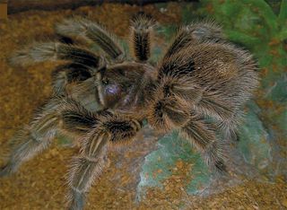 This pet tarantula, a Chilean Rose tarantula, releases utricating hairs from its abdomen to defend against potential predators...or an unsuspecting owner.