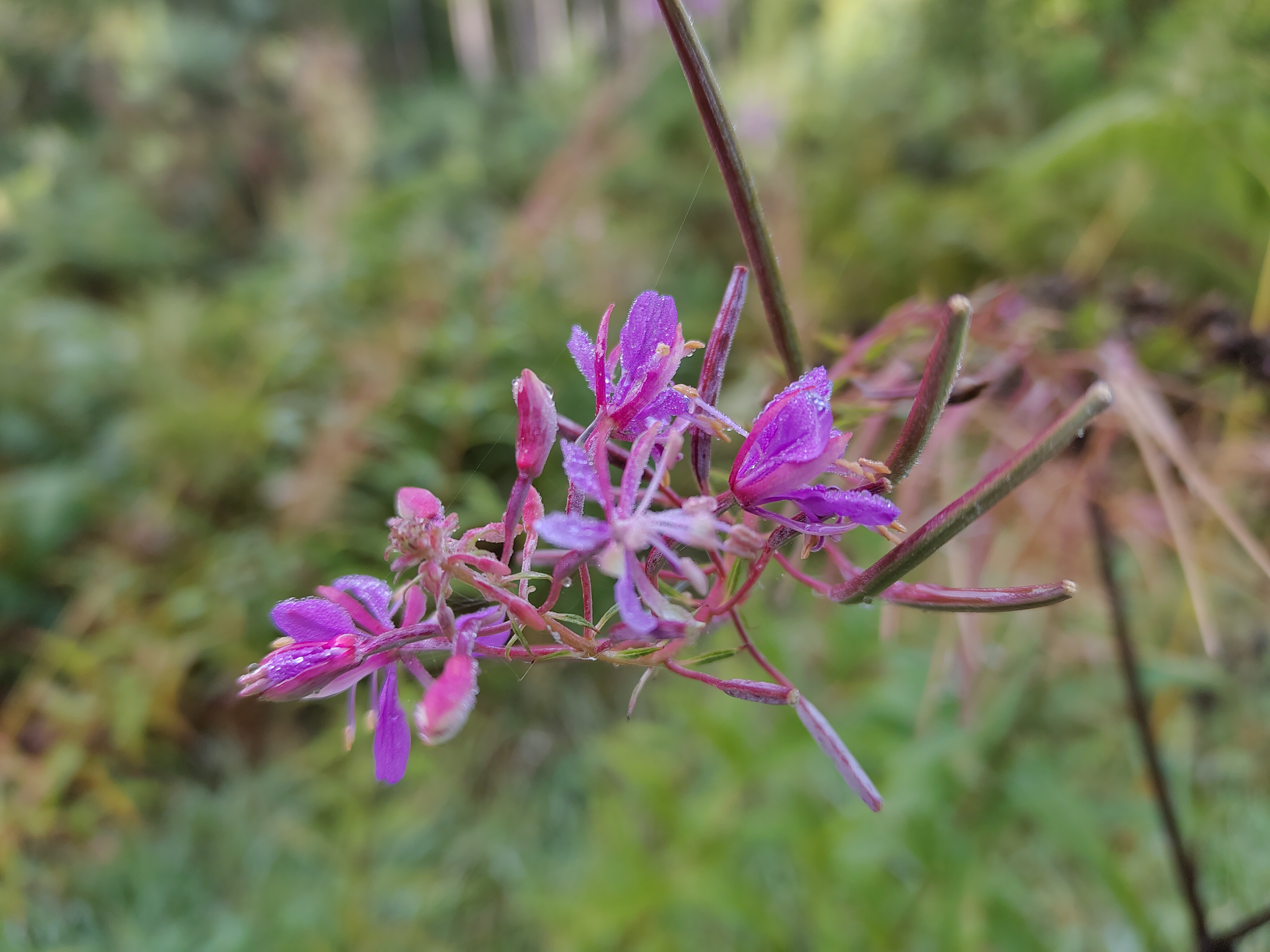 A camera sample taken on the Fairphone 6 showing a purple flower.
