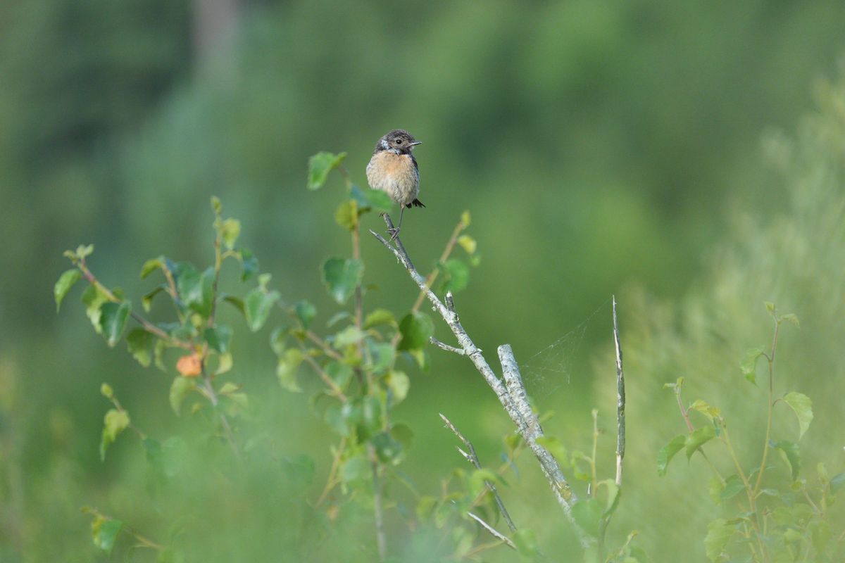 A stonechat perched on a branch in a nature reserve, photographed with a supertelephoto lens of a Sony camera