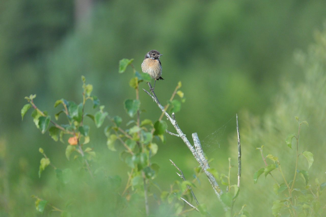 A stonechat perched on a branch in a nature reserve, photographed with a supertelephoto lens of a Sony camera