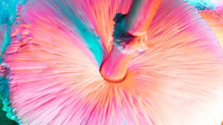 closeup photo of the underside of a hallunigenic mushroom bathed in multicolored light