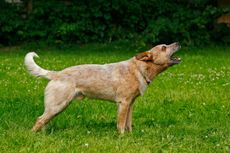 Australian Cattle dog: needs the best dog bark collars