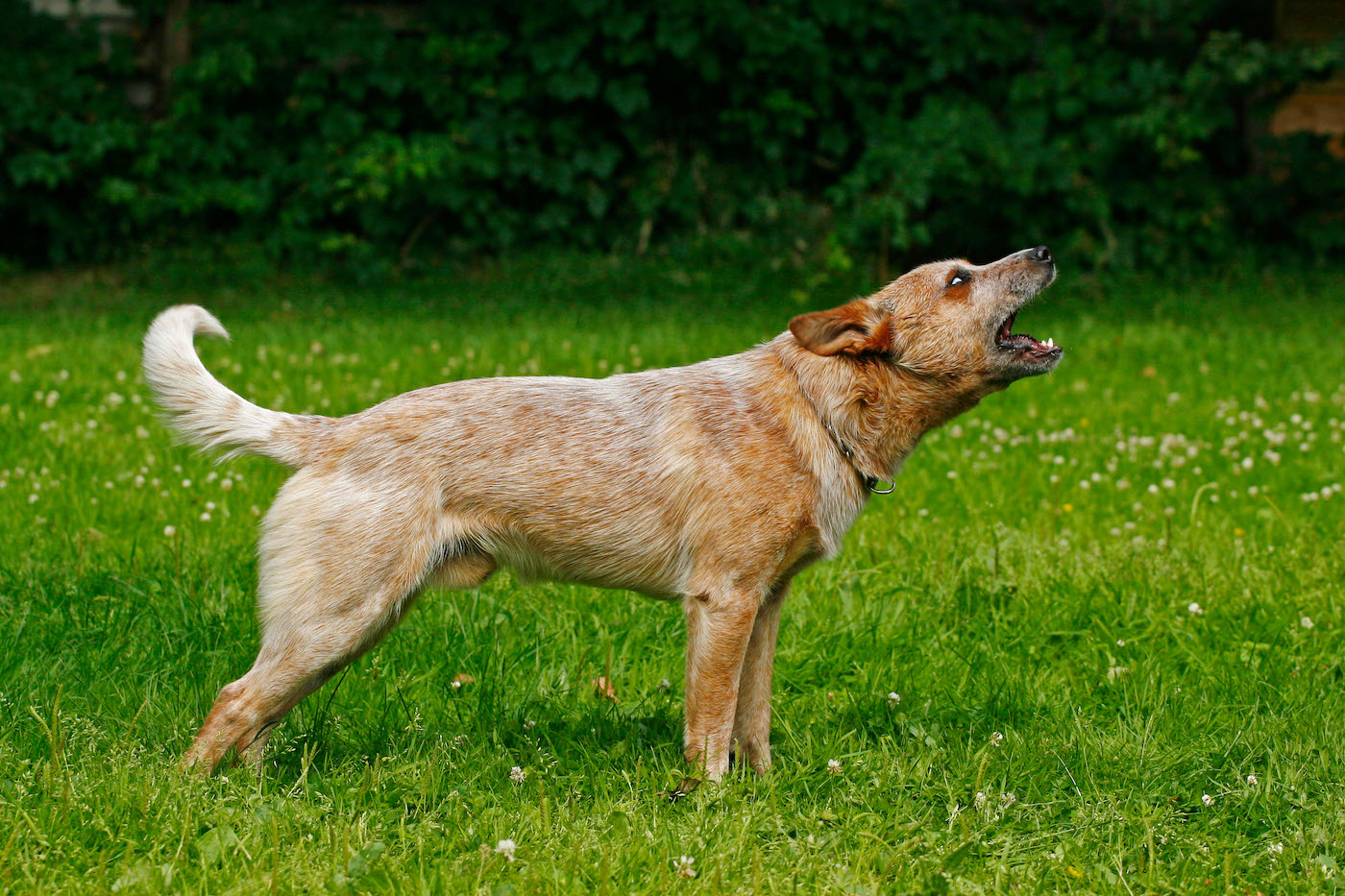 Australian Cattle dog: needs the best dog bark collars