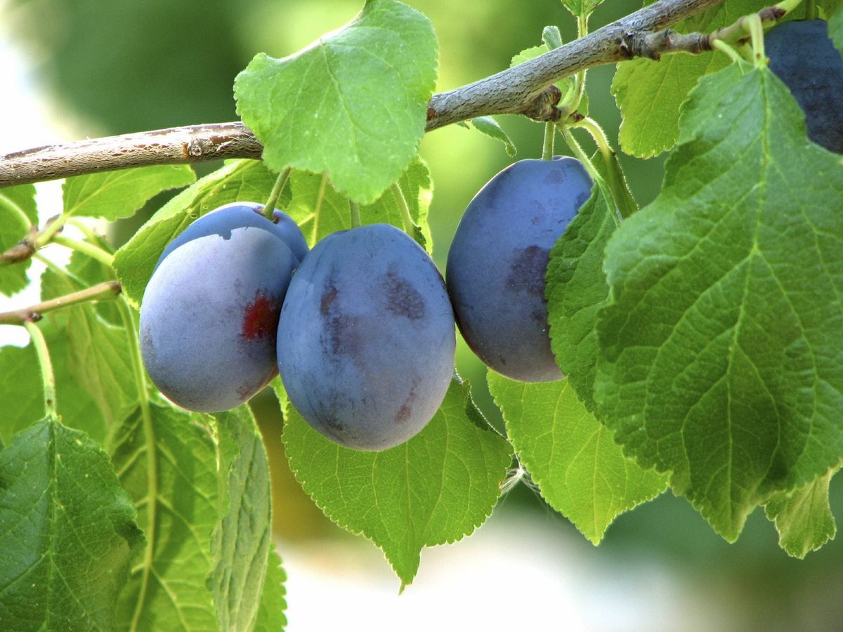 Damson Plum Tree Information - Learn How To Grow Damson Plums ...