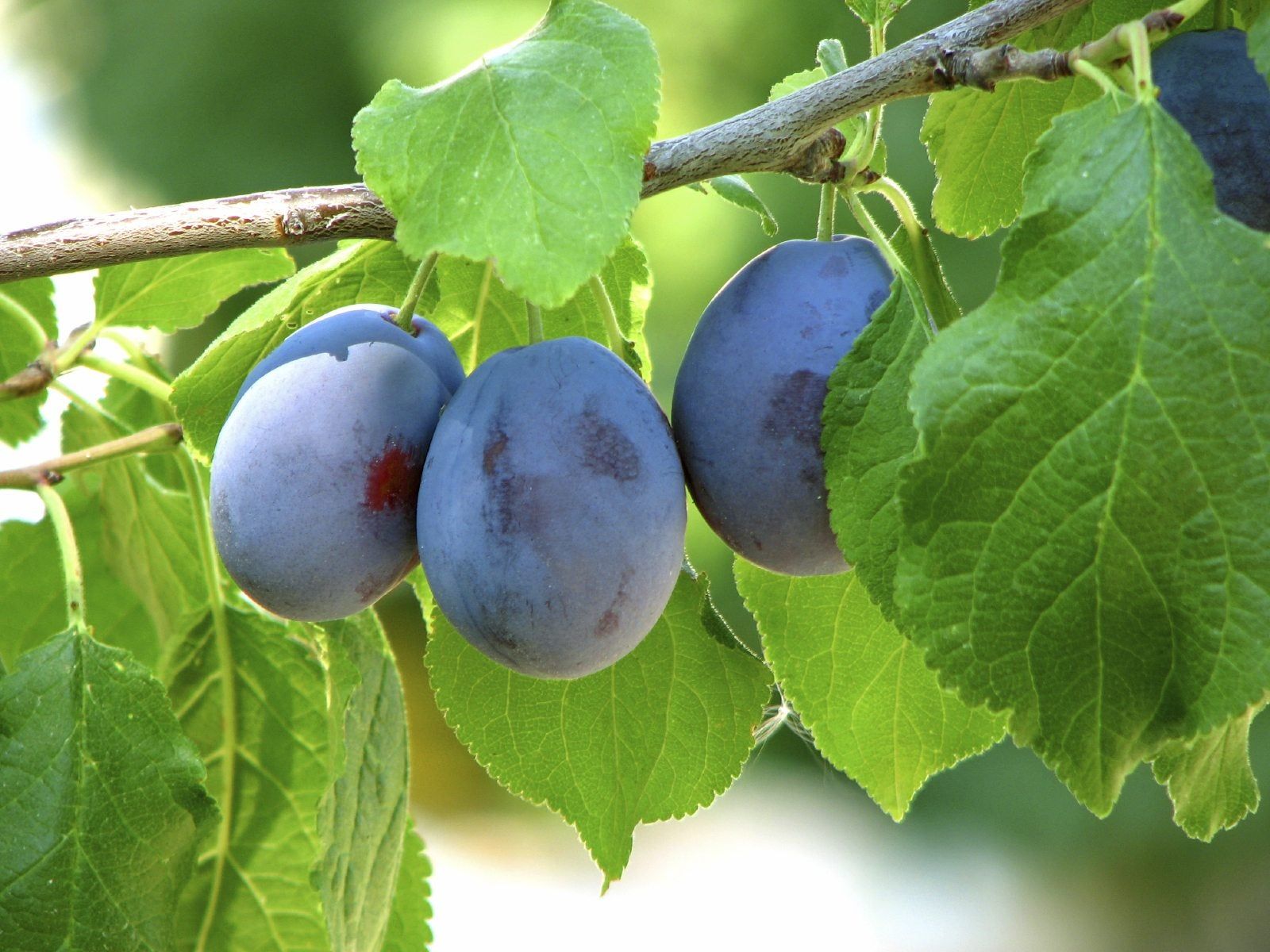 Damson Plum Tree Information Learn How To Grow Damson Plums Gardening Know How 