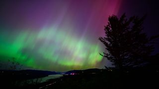 a sky filled with green ribbons of light with some red pillars of light at the top and a tree on the right. 