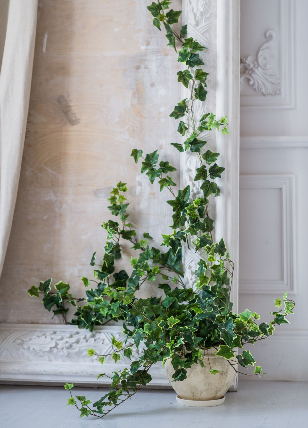 english ivy in bedroom