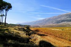 lebanese wines, andrew jefford