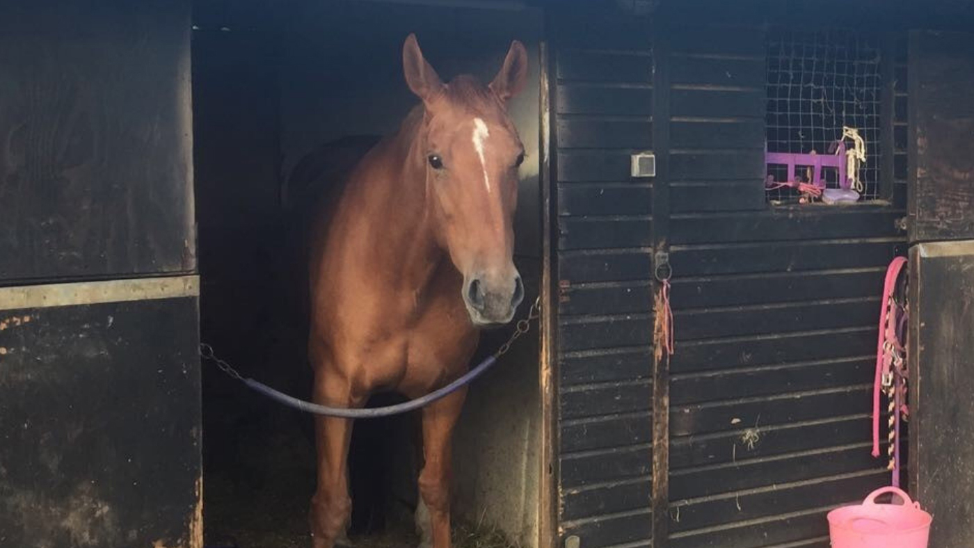 Duches-stable