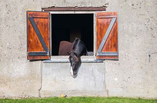 Equine Journeys: The British Horse World by Hossein Amirsadeghi