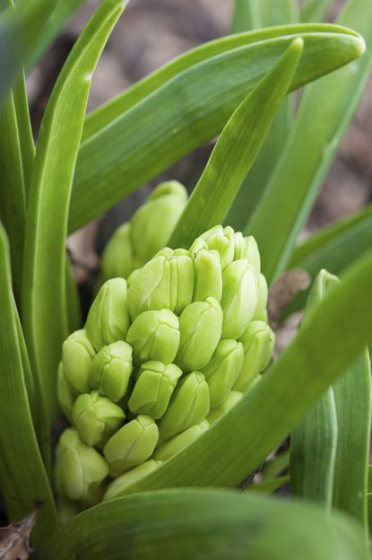 Hyacinth Buds