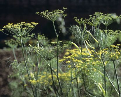 seedheads of aromatic herb fennel
