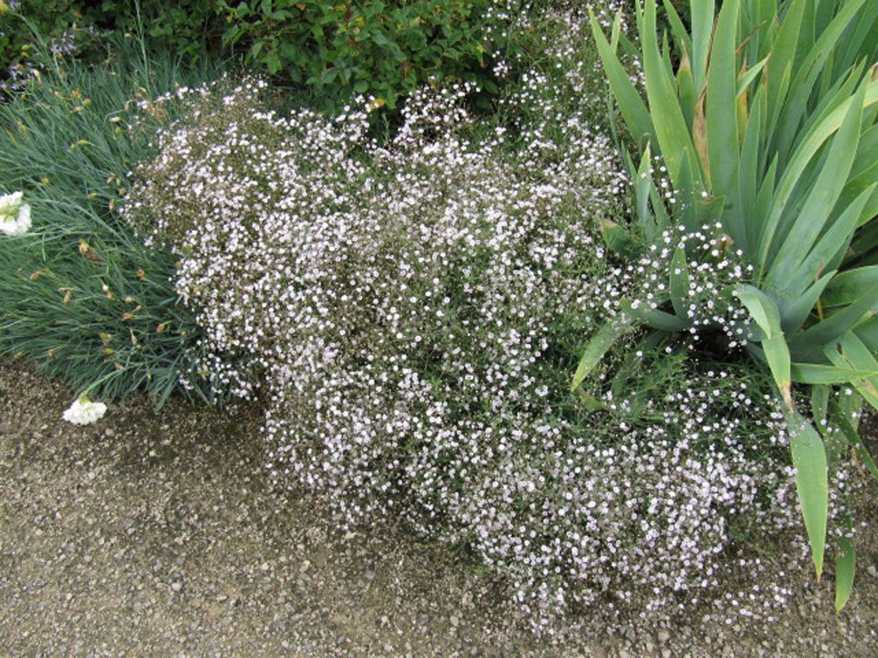 Baby&amp;#39;s Breath Plant