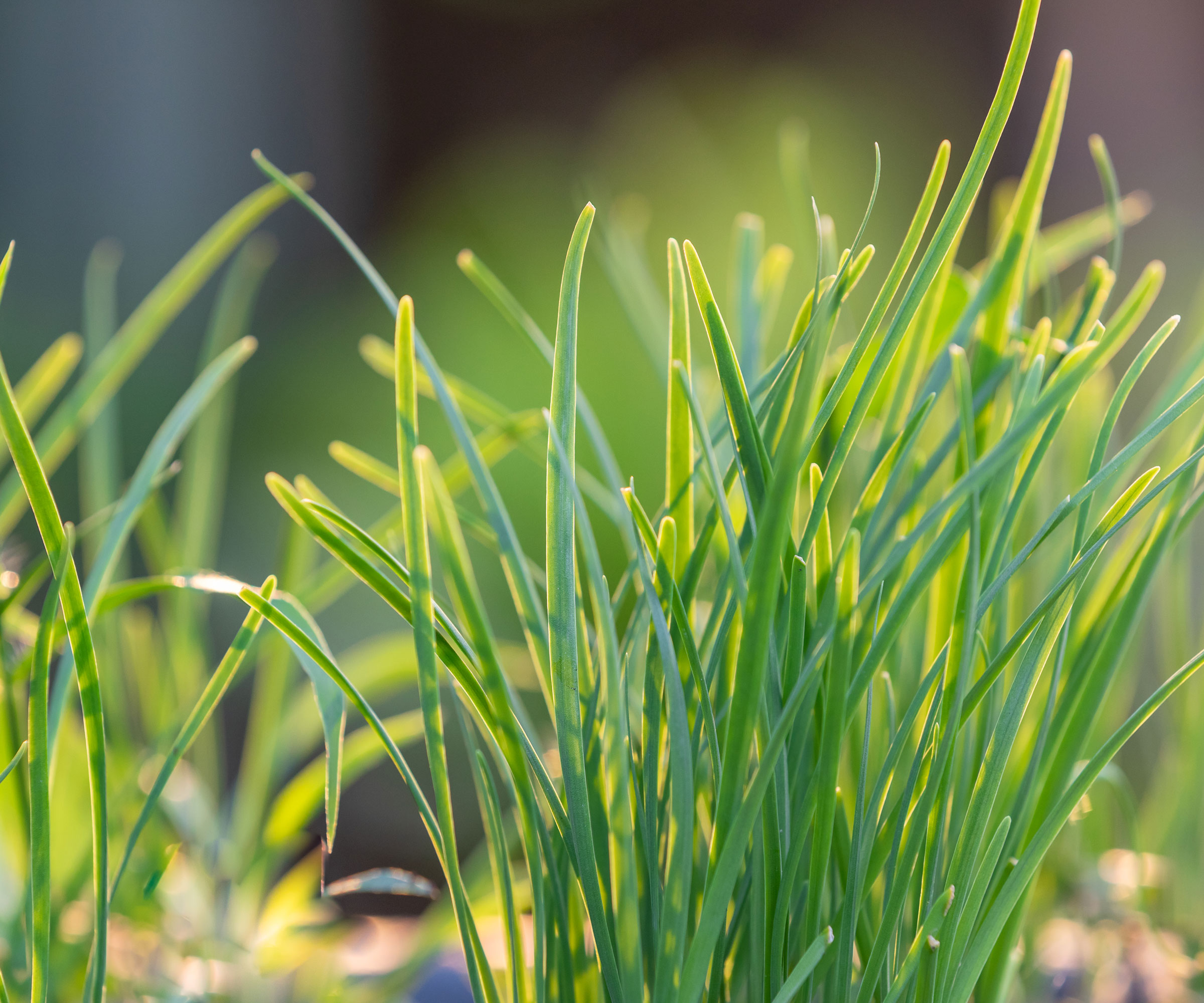 chives growing in kitchen garden
