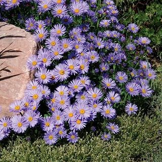 Chuxay Garden Aster Alpinus Seed