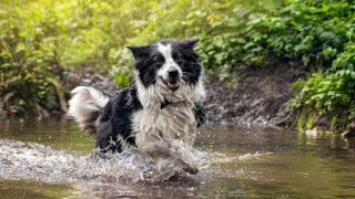 Border collie