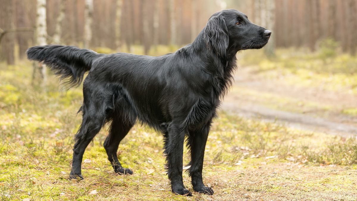 6 types of retriever breeds and what they all do | PetsRadar
