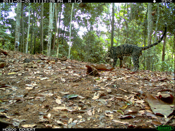 5 Rare Cat Species Photographed in Indonesia | Live Science