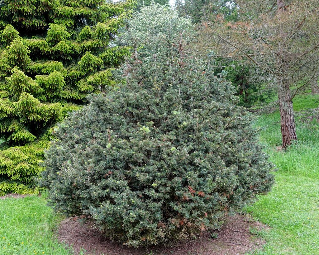 Balsam fir care and growing guide: expert tips | Gardeningetc
