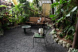 Black and white cats sit outside at Ernest Hemingway's house in Key West, Florida
