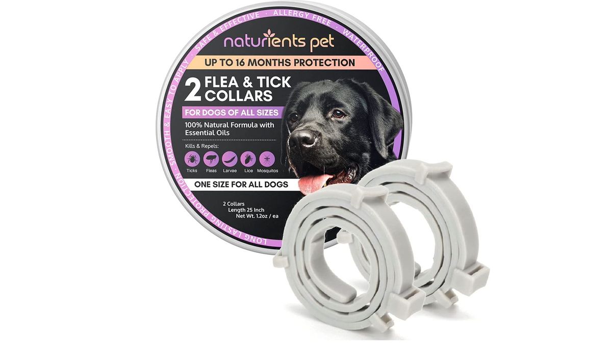 Best flea collar for dogs Protect pooches from parasites PetsRadar