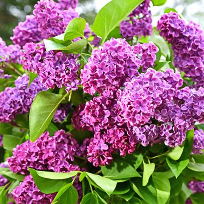 purple lilac with lush flower heads and green leaves