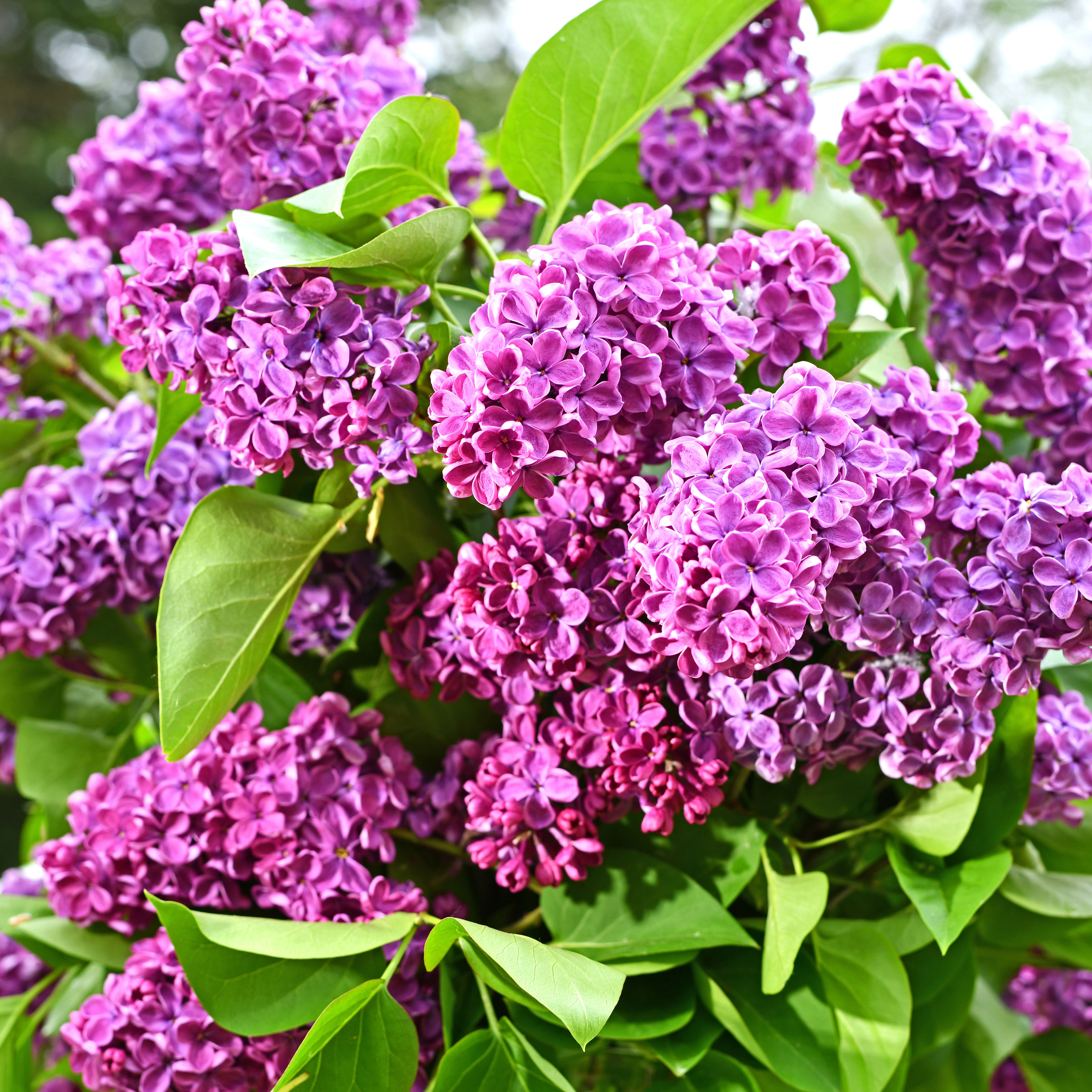 purple lilac with lush flower heads and green leaves