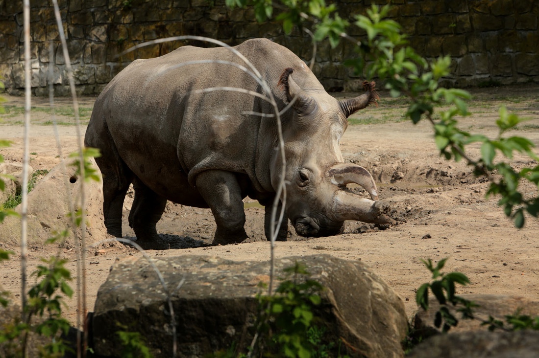 In Photos: The Last 5 Northern White Rhinos | Live Science