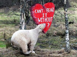 Somebody loves you, Walker. The polar bear investigated his fish-scented valentine.