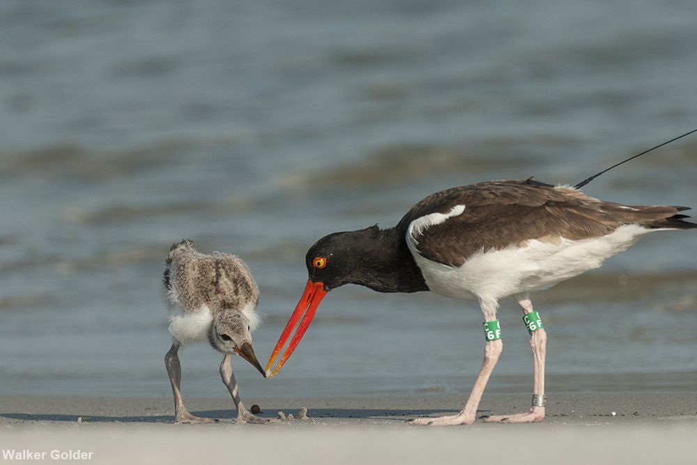 Oreo feeds her (or his) chick tiny clams called coquinas