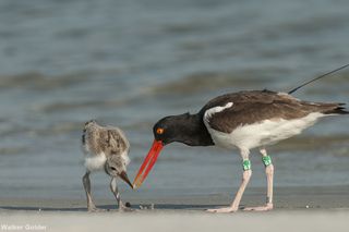 Oreo feeds her (or his) chick tiny clams called coquinas