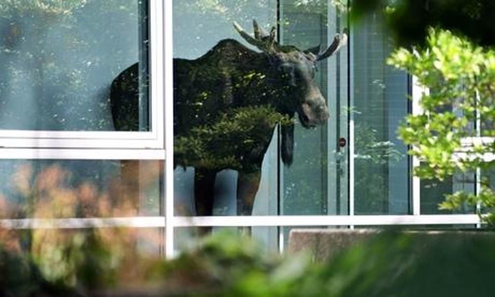 Elk shows up for work at German office building