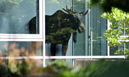 Elk shows up for work at German office building