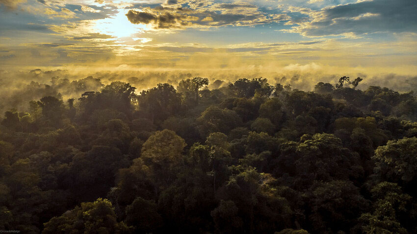 Areas of forest conserved with the assistance of the World Land Trust