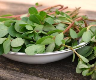 fresh purslane leaves in bowl