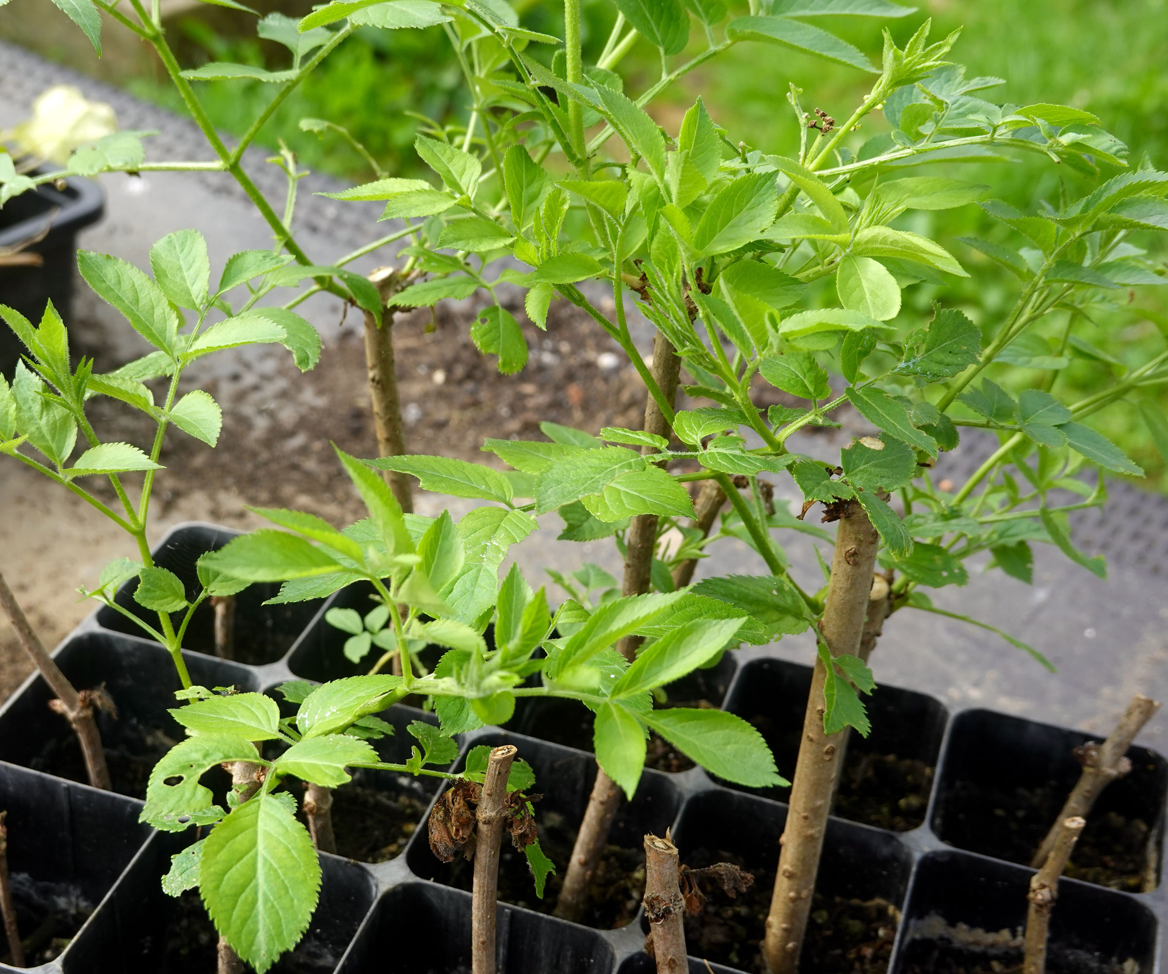 elderberry cuttings in propagation tray with compost