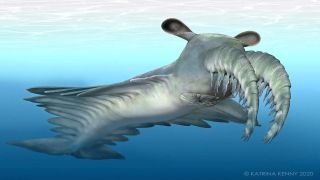An artist's depiction of Anomalocaris canadensis. The grey-colored creature is depicted swimming underwater and has a whale-like tail, appendages extending from either side of its long body, and two curved facial spikes on its head